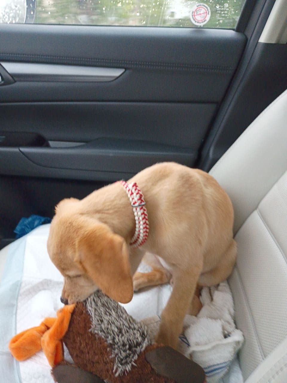 Pet travel photo 2