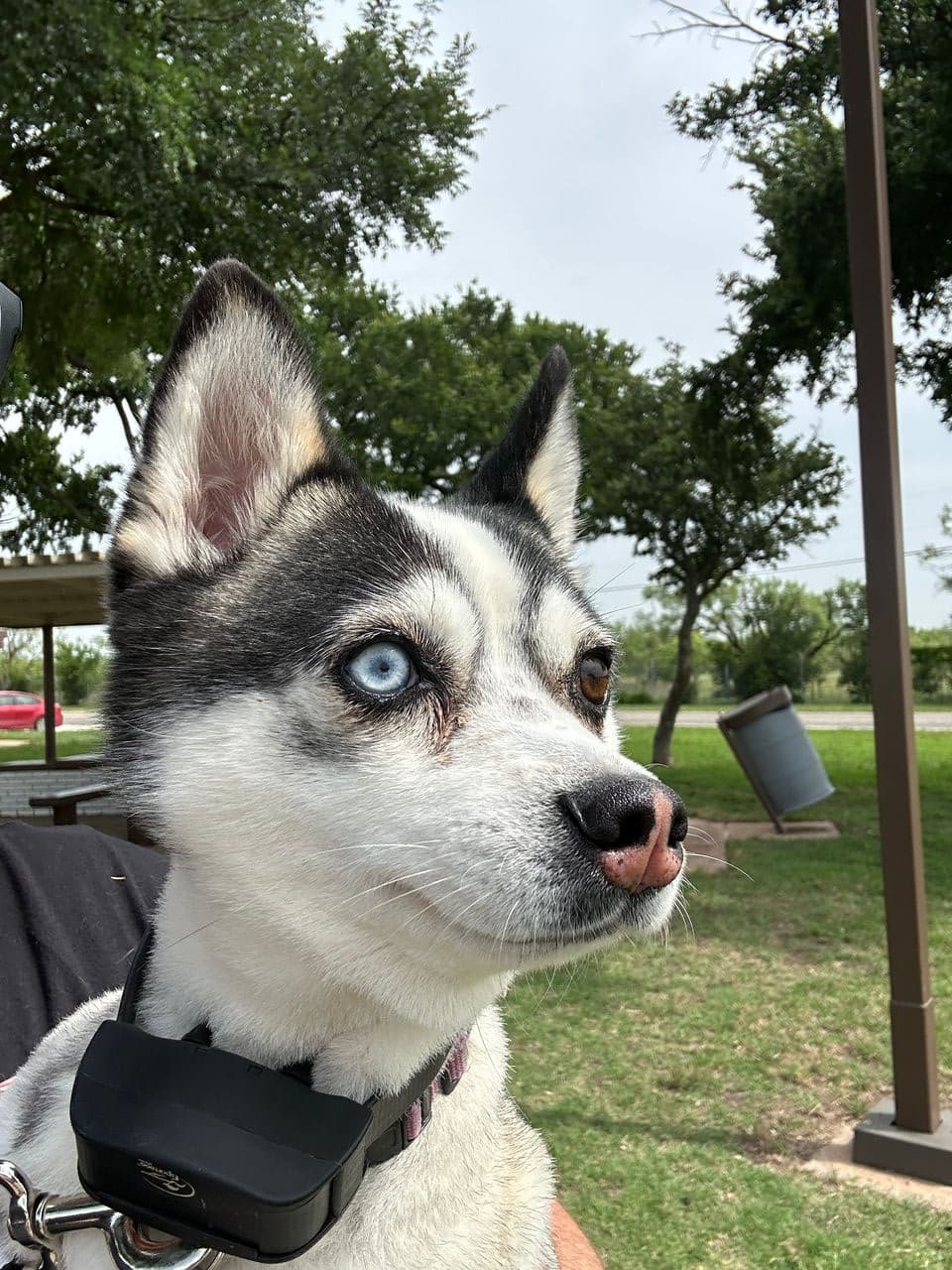Pet travel photo 1