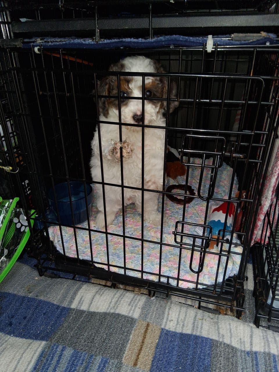 Pet travel photo 4