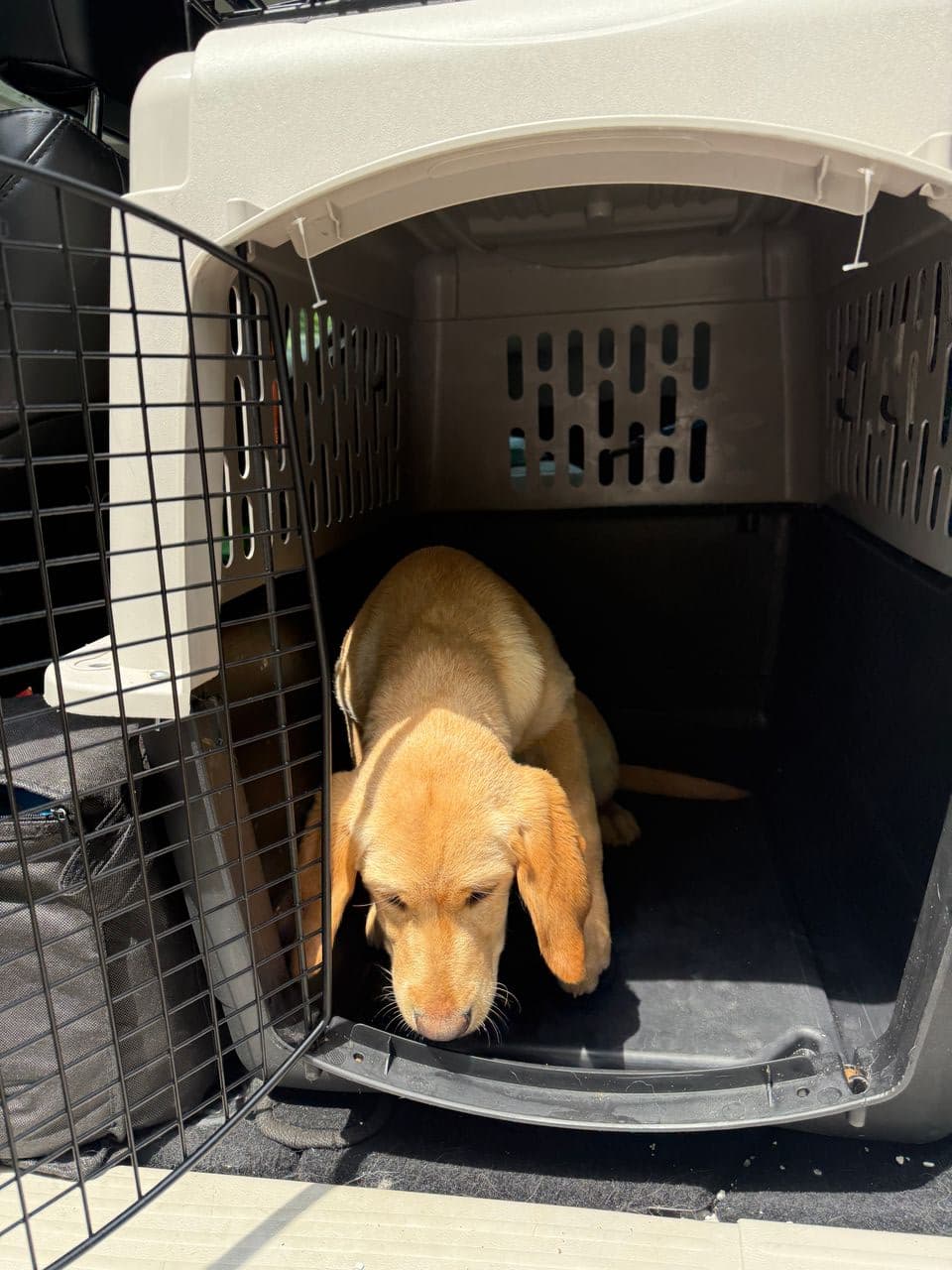 Pet travel photo 4