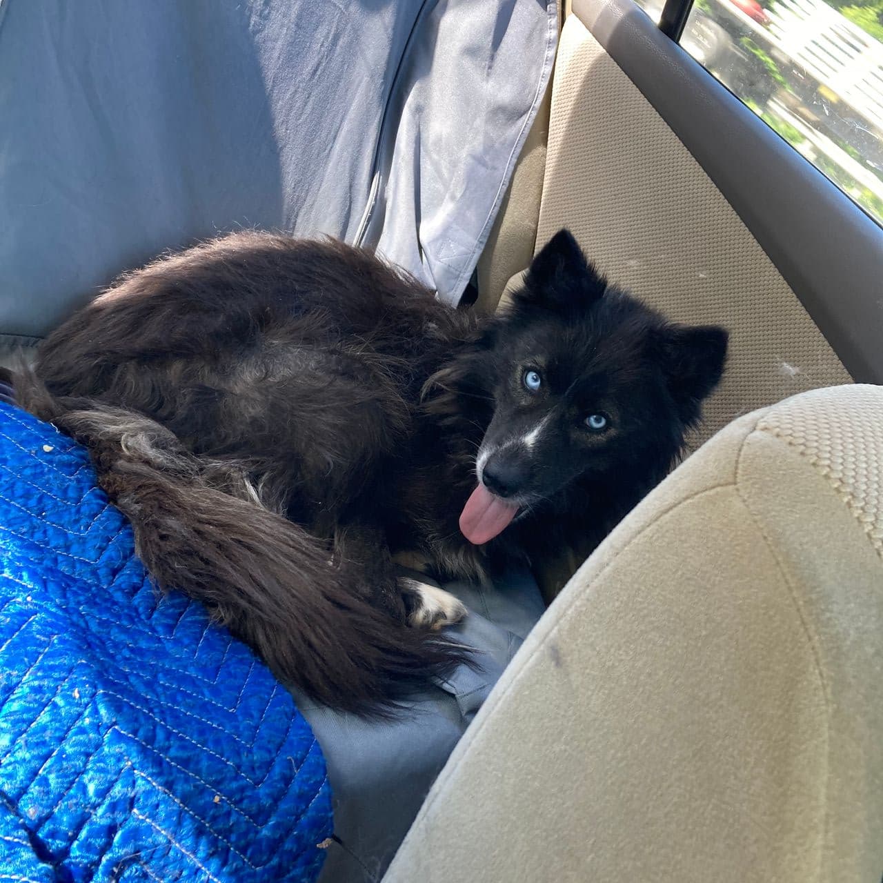 Pet travel photo 6