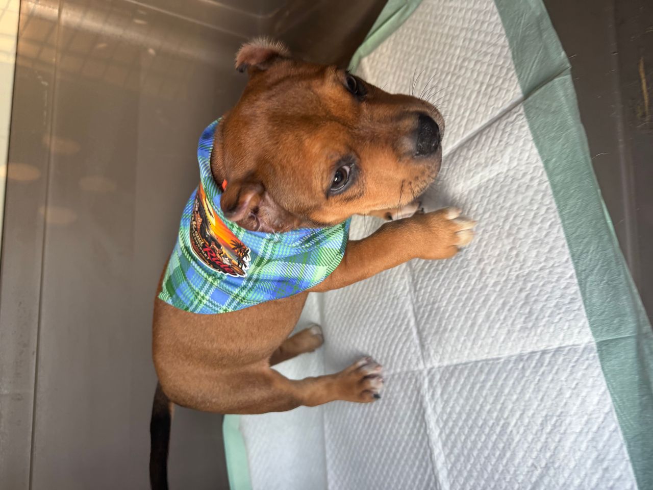 Pet travel photo 5