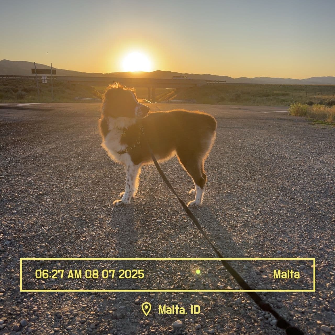 Pet travel photo 2