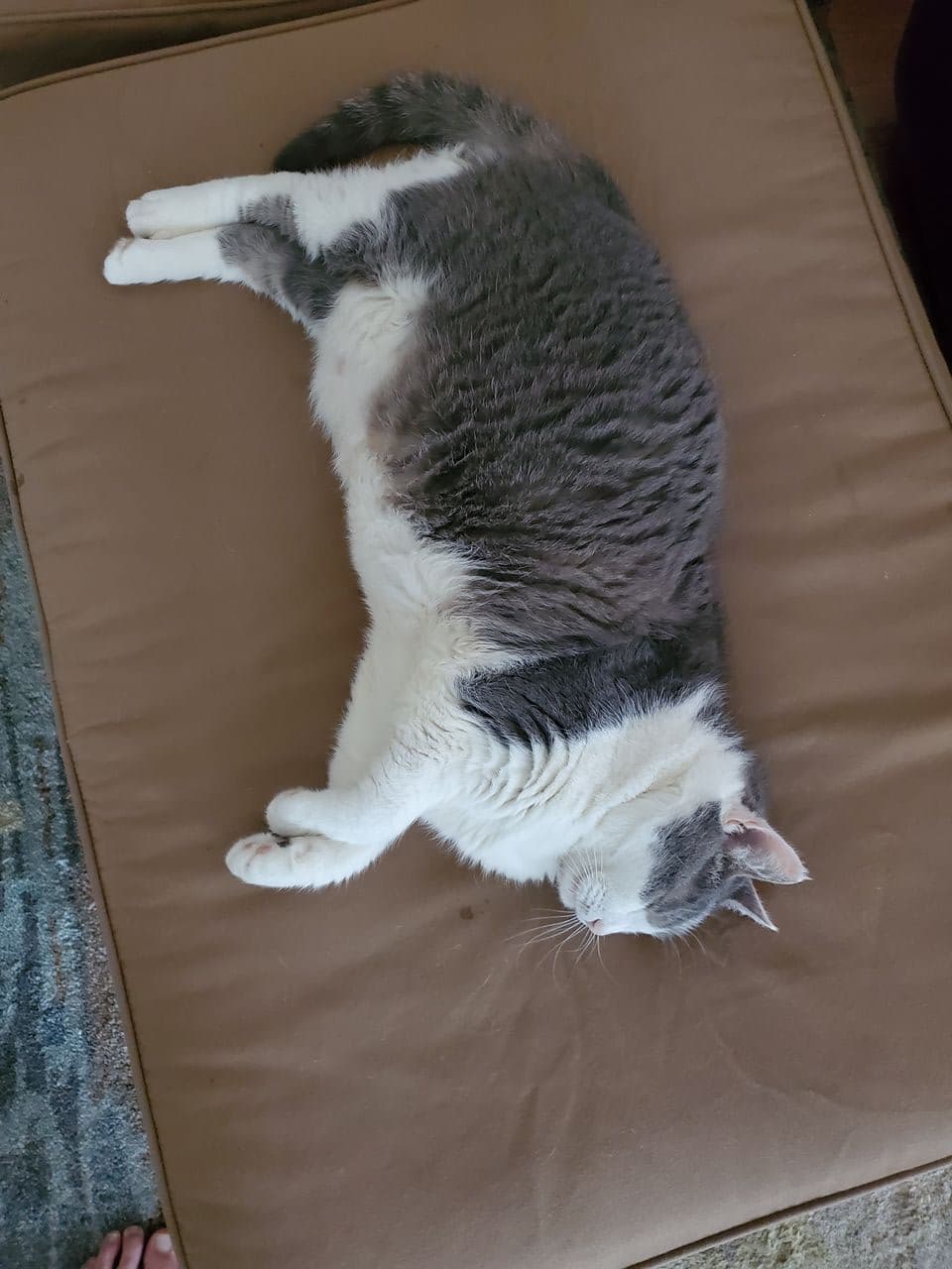 Pet travel photo 3