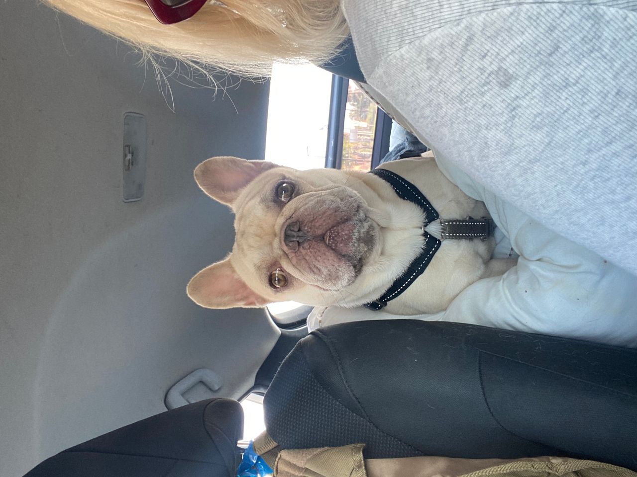 Pet travel photo 4