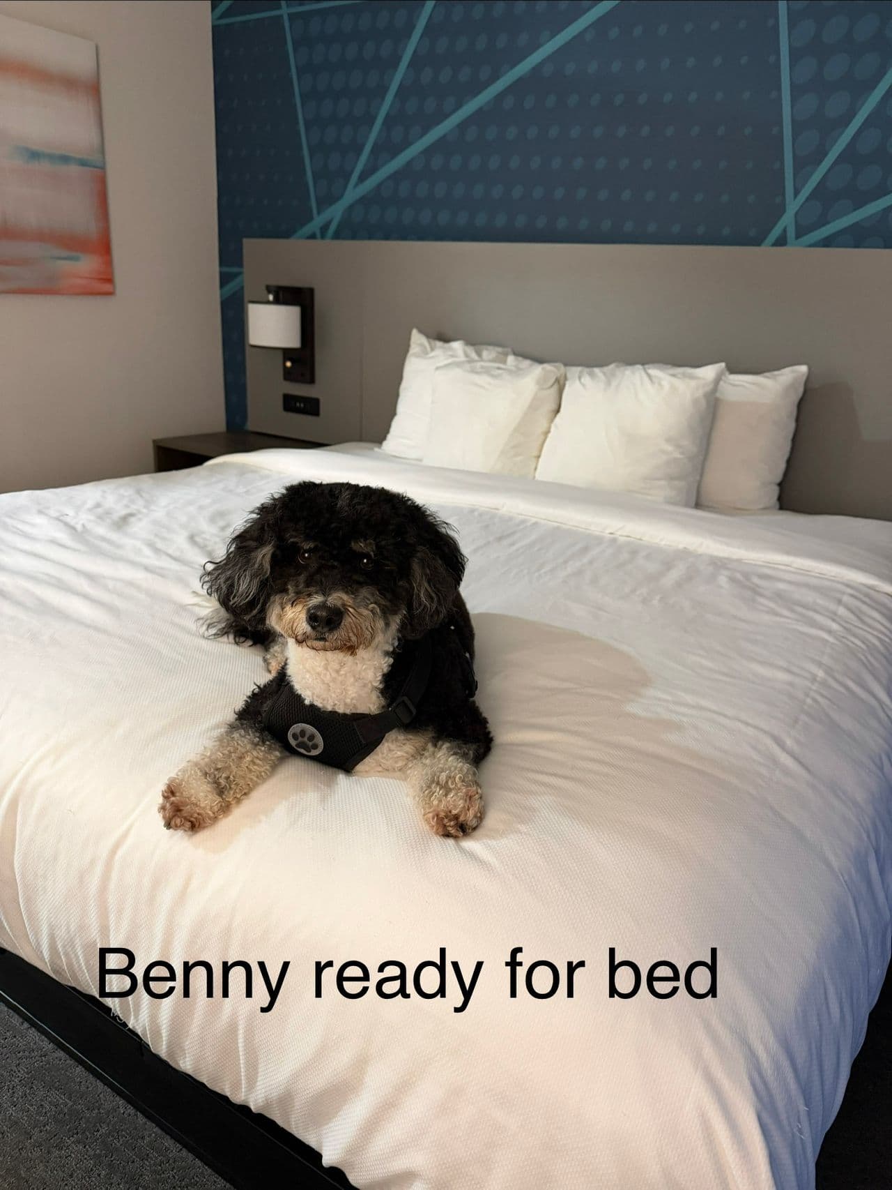 Pet travel photo 6