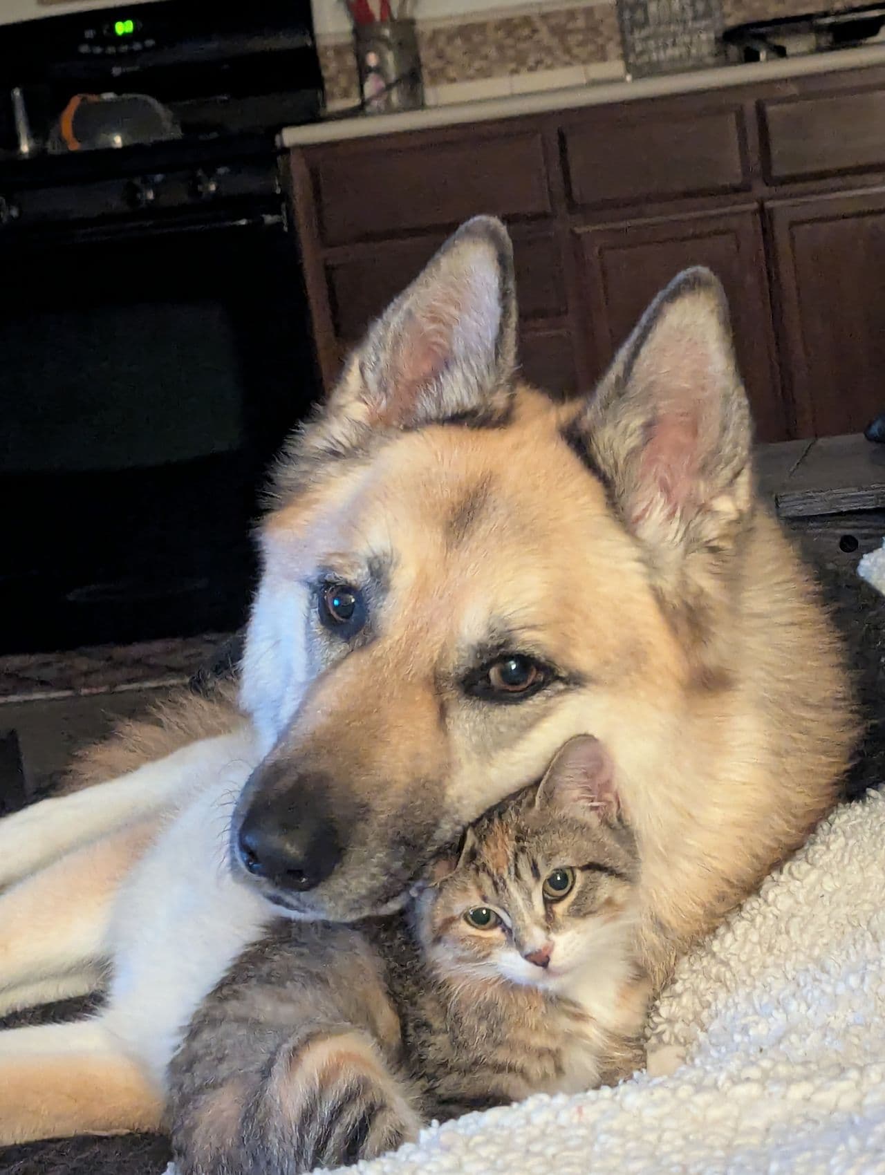 Pet travel photo 5