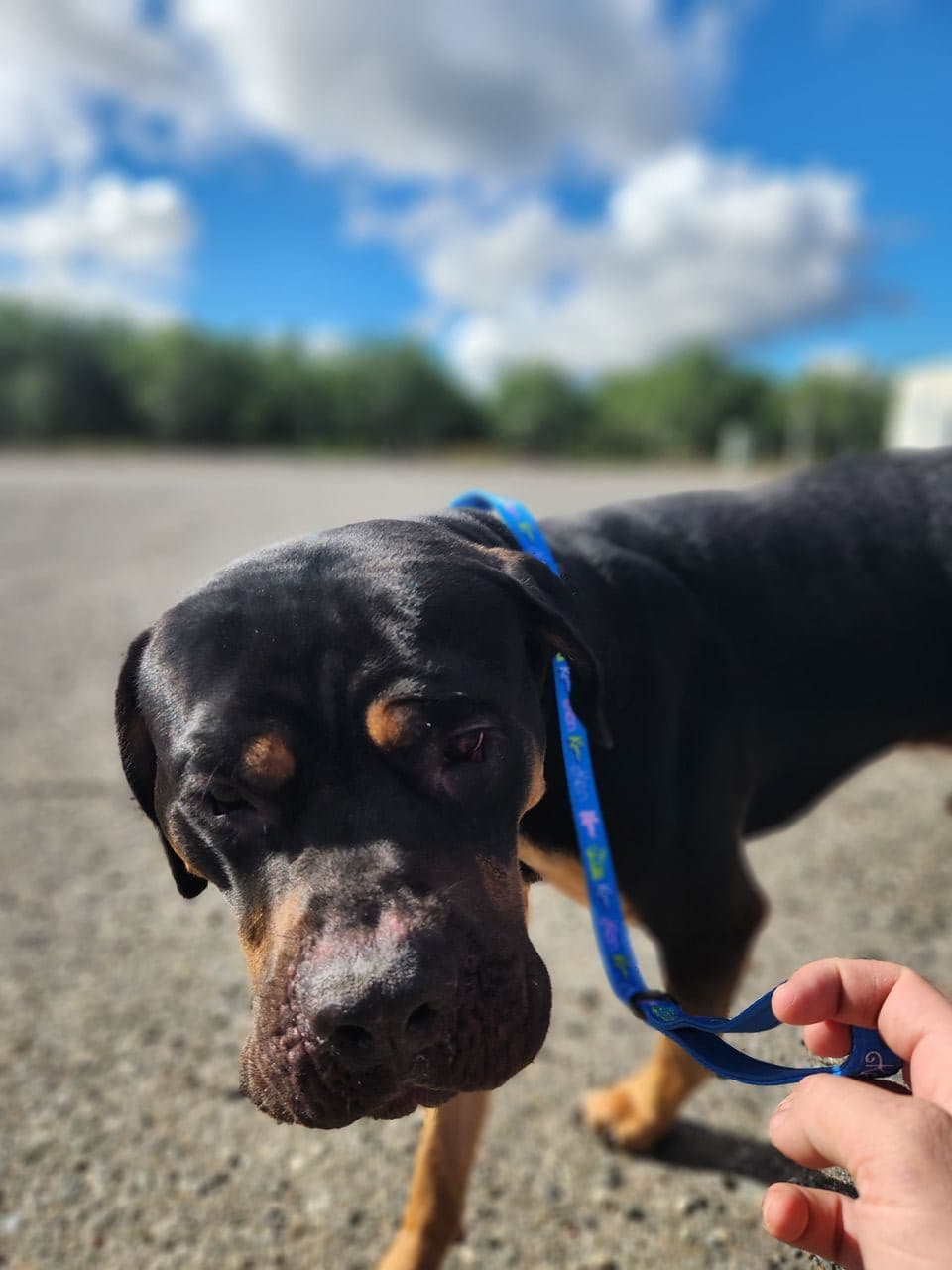 Pet travel photo 5