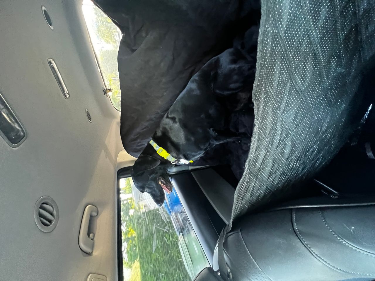 Pet travel photo 1