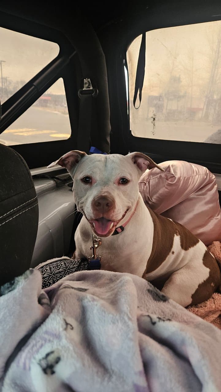 Pet travel photo 3