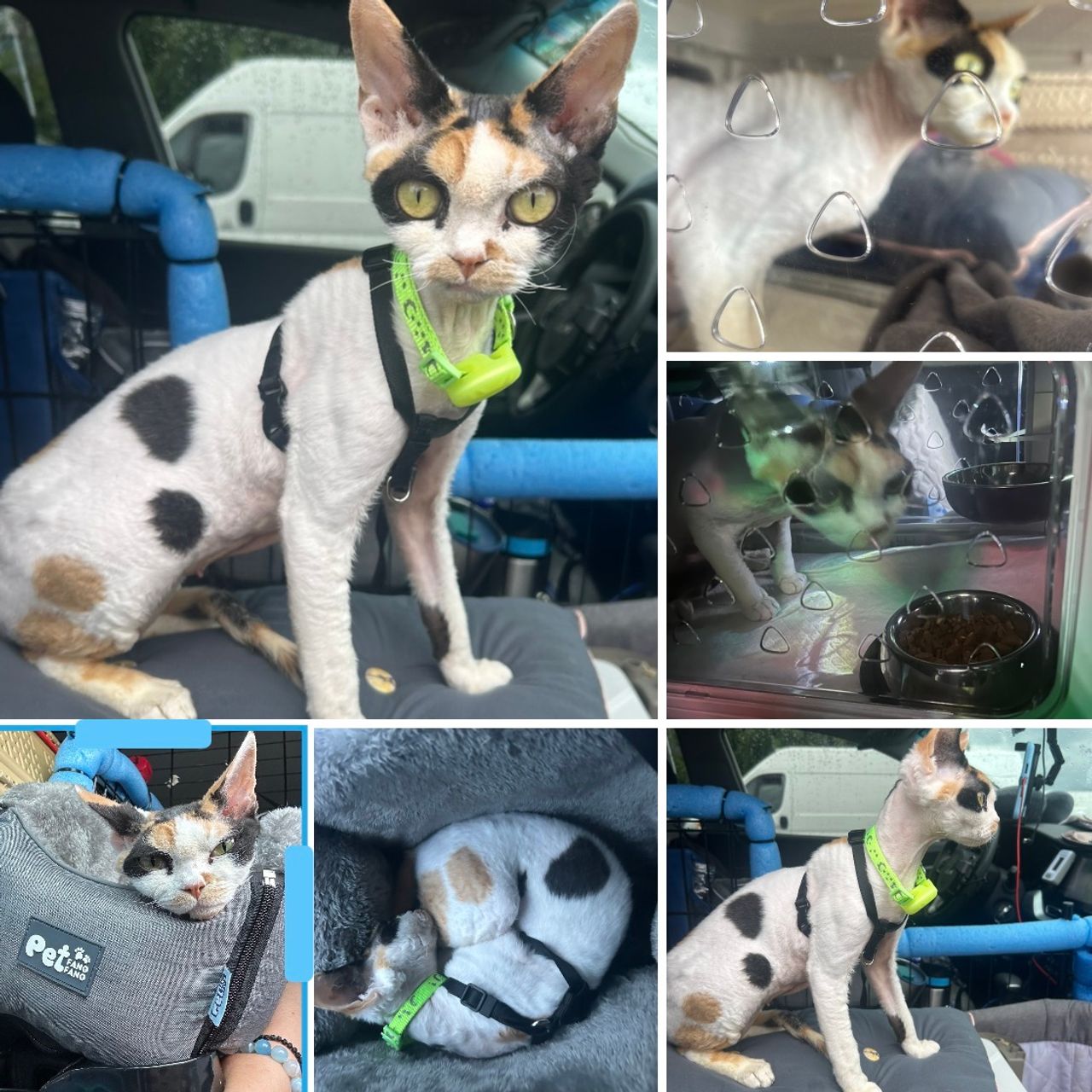 Pet travel photo 4