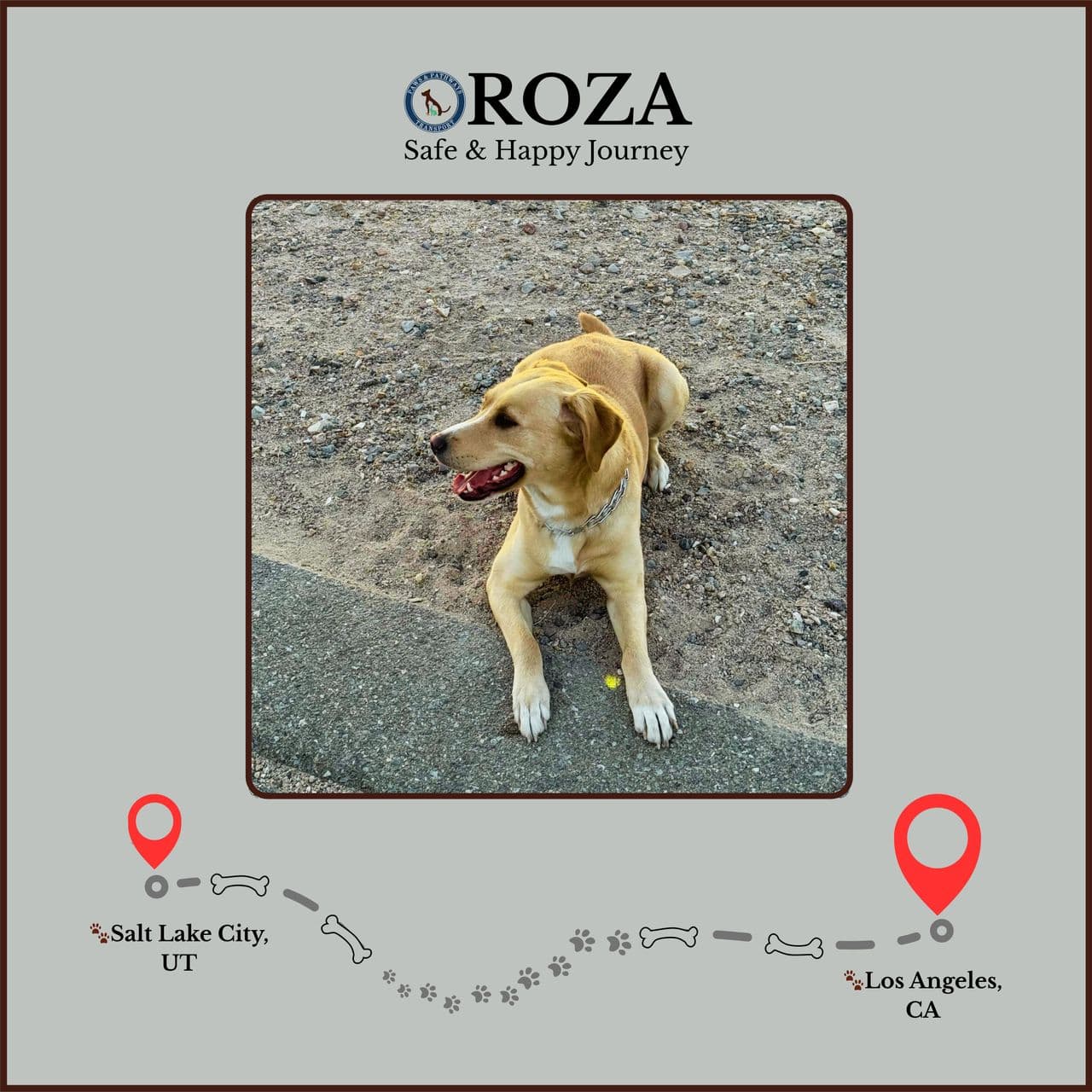 Pet travel photo 1