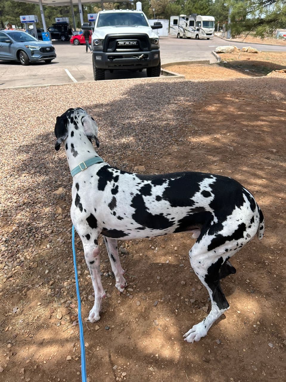Pet travel photo 2