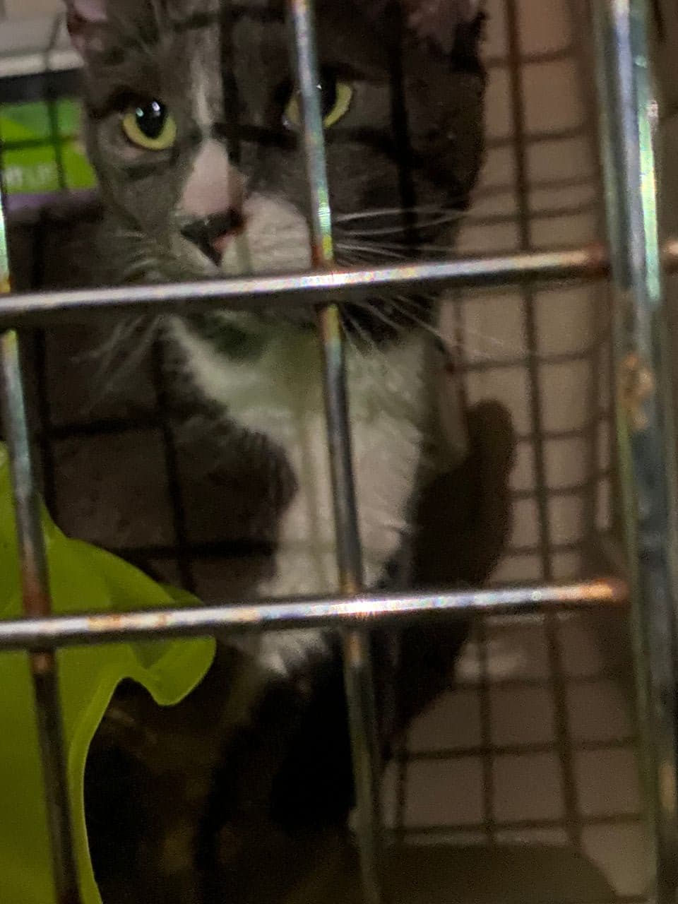 Pet travel photo 3