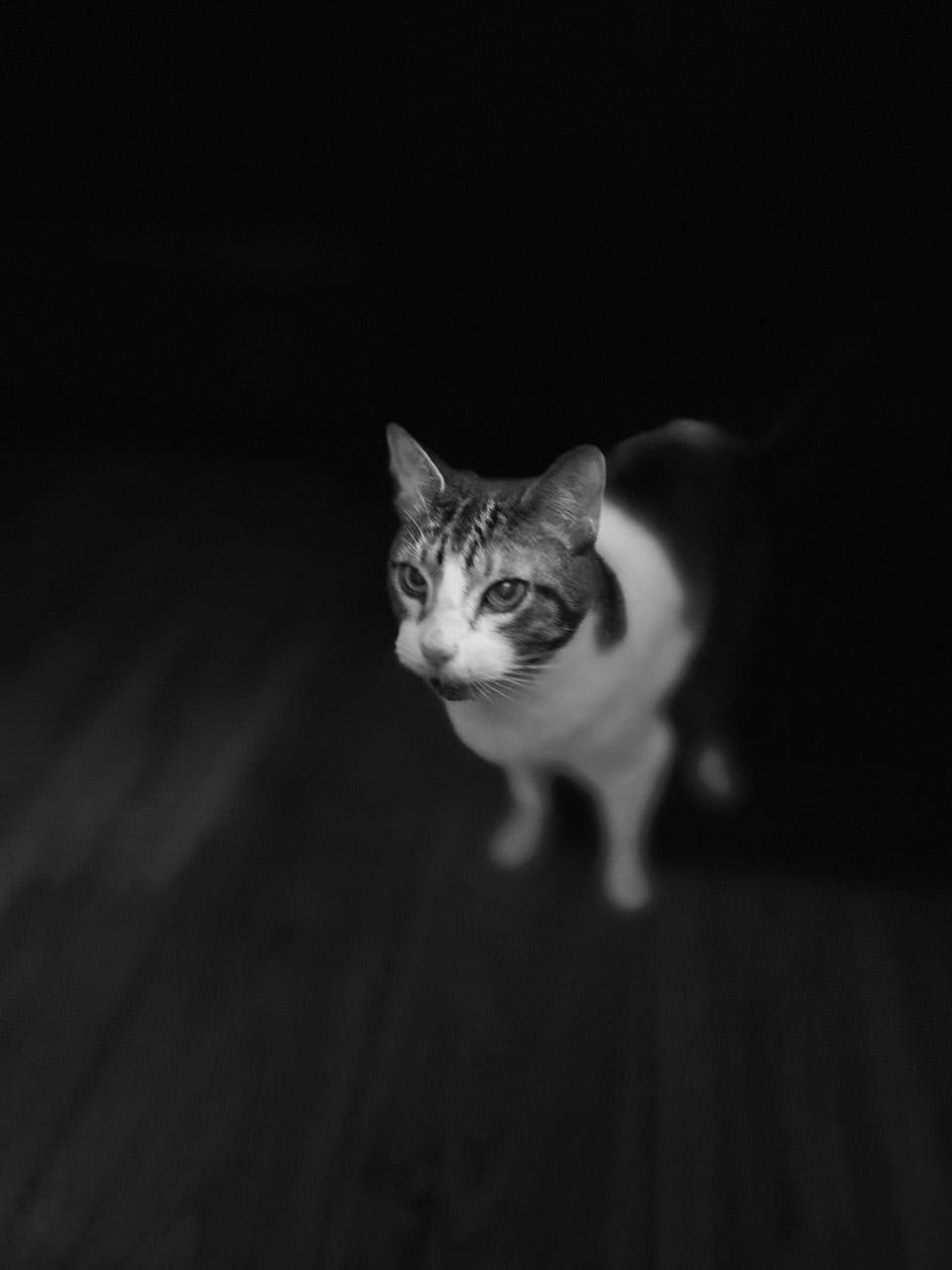 Pet travel photo 2