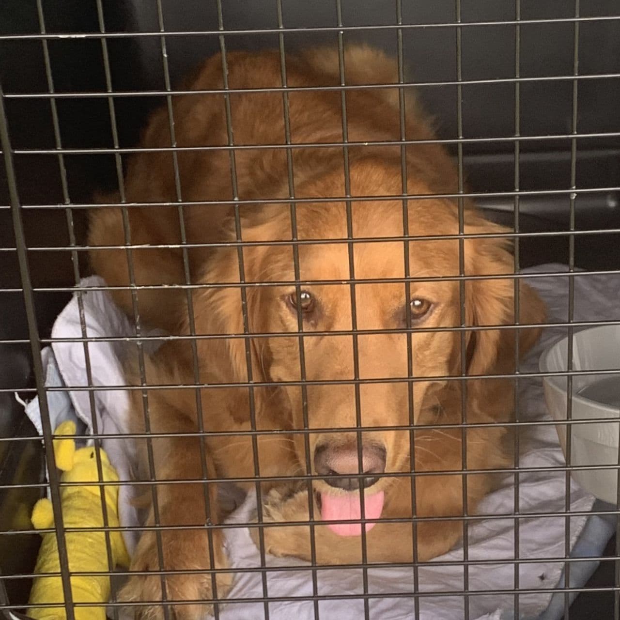Pet travel photo 6