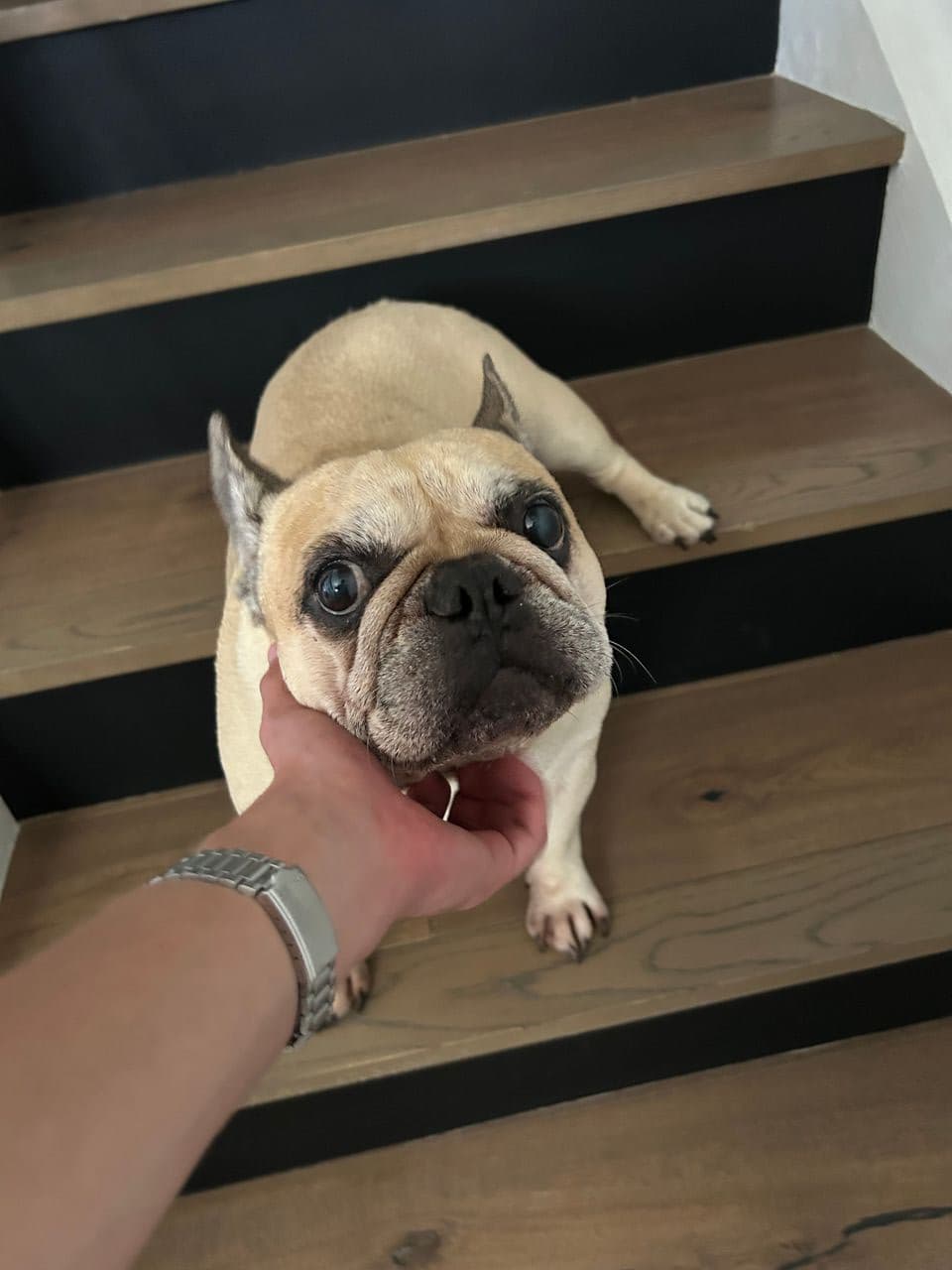 Pet travel photo 1