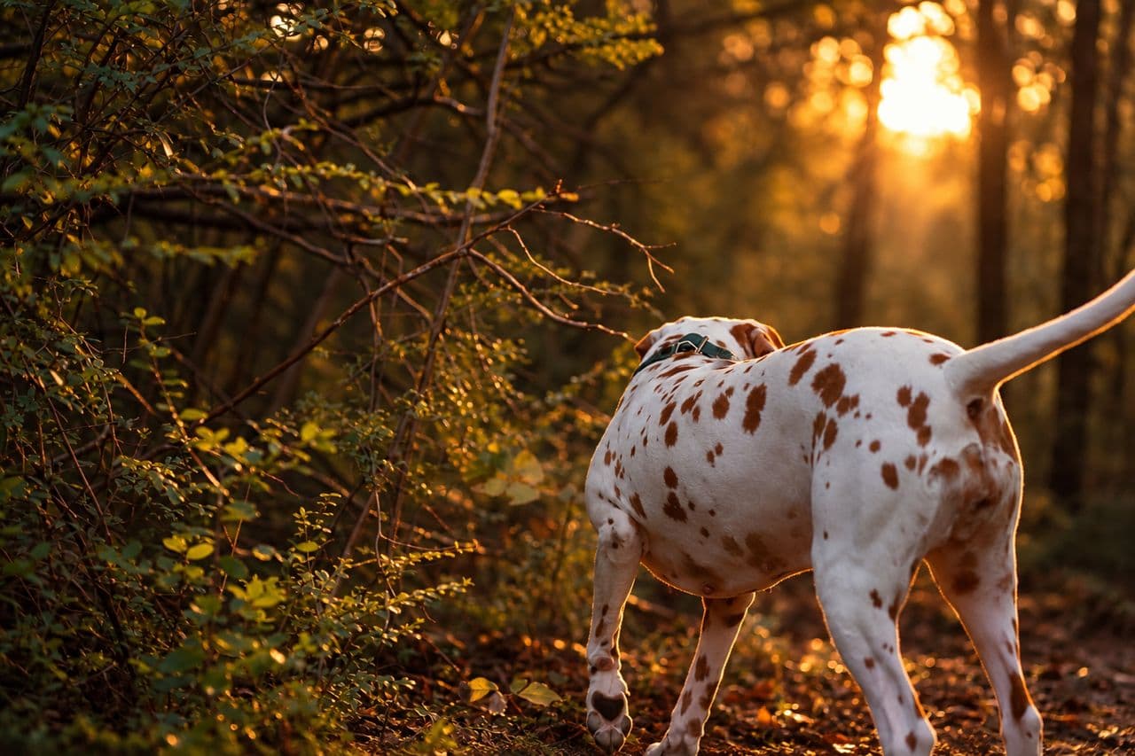 Pet travel photo 3
