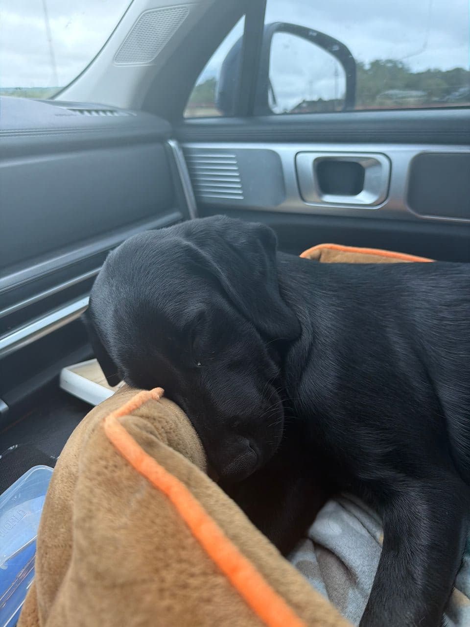 Pet travel photo 6
