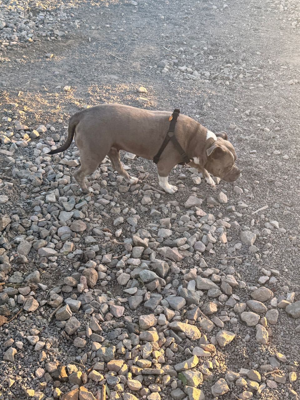 Pet travel photo 1