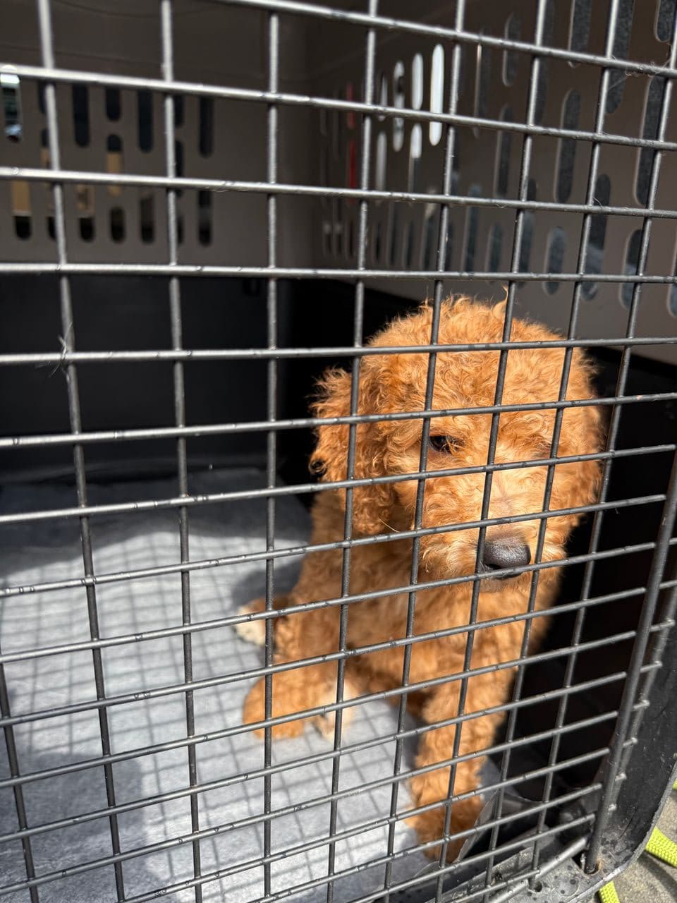 Pet travel photo 2
