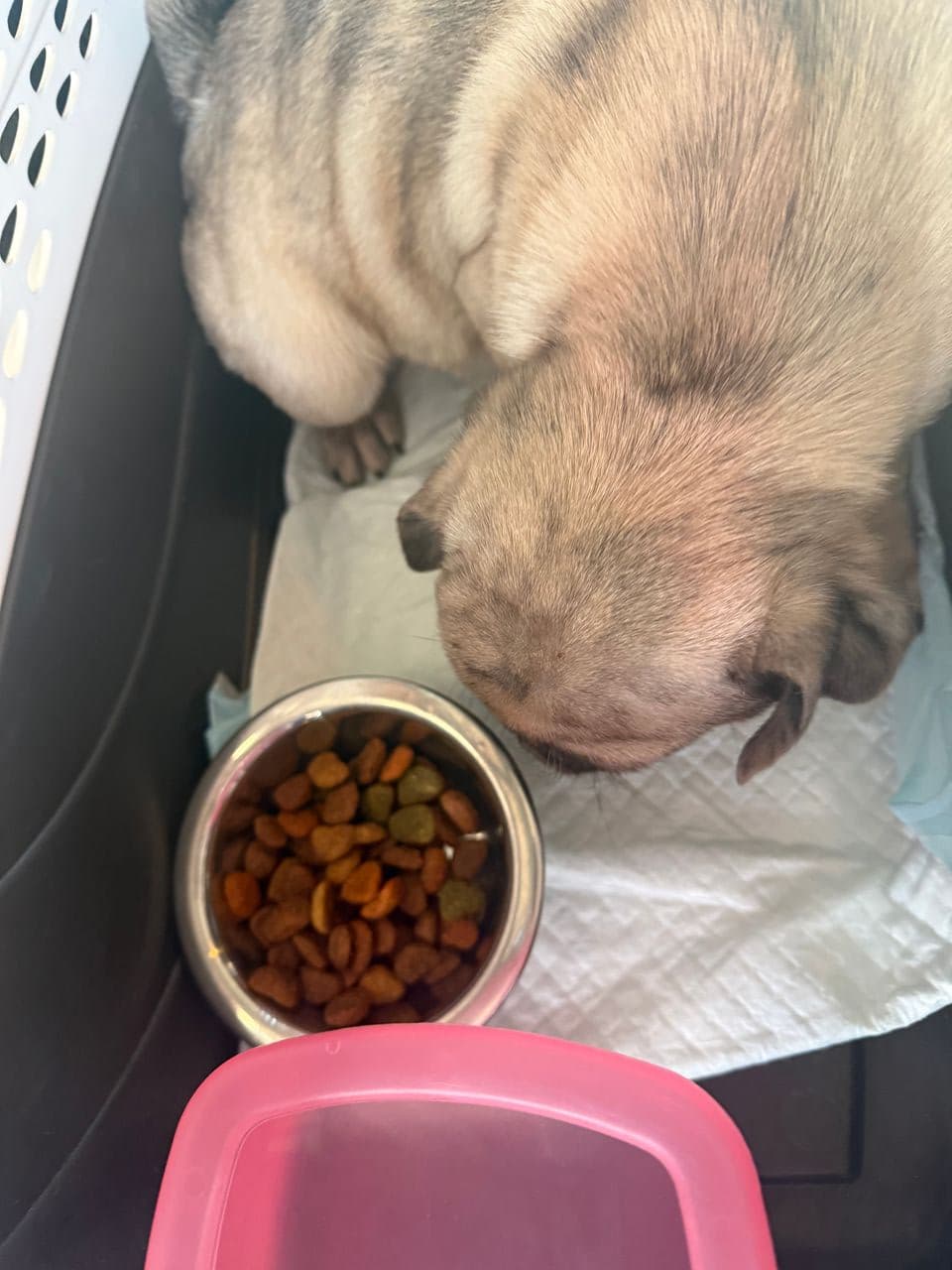 Pet travel photo 5