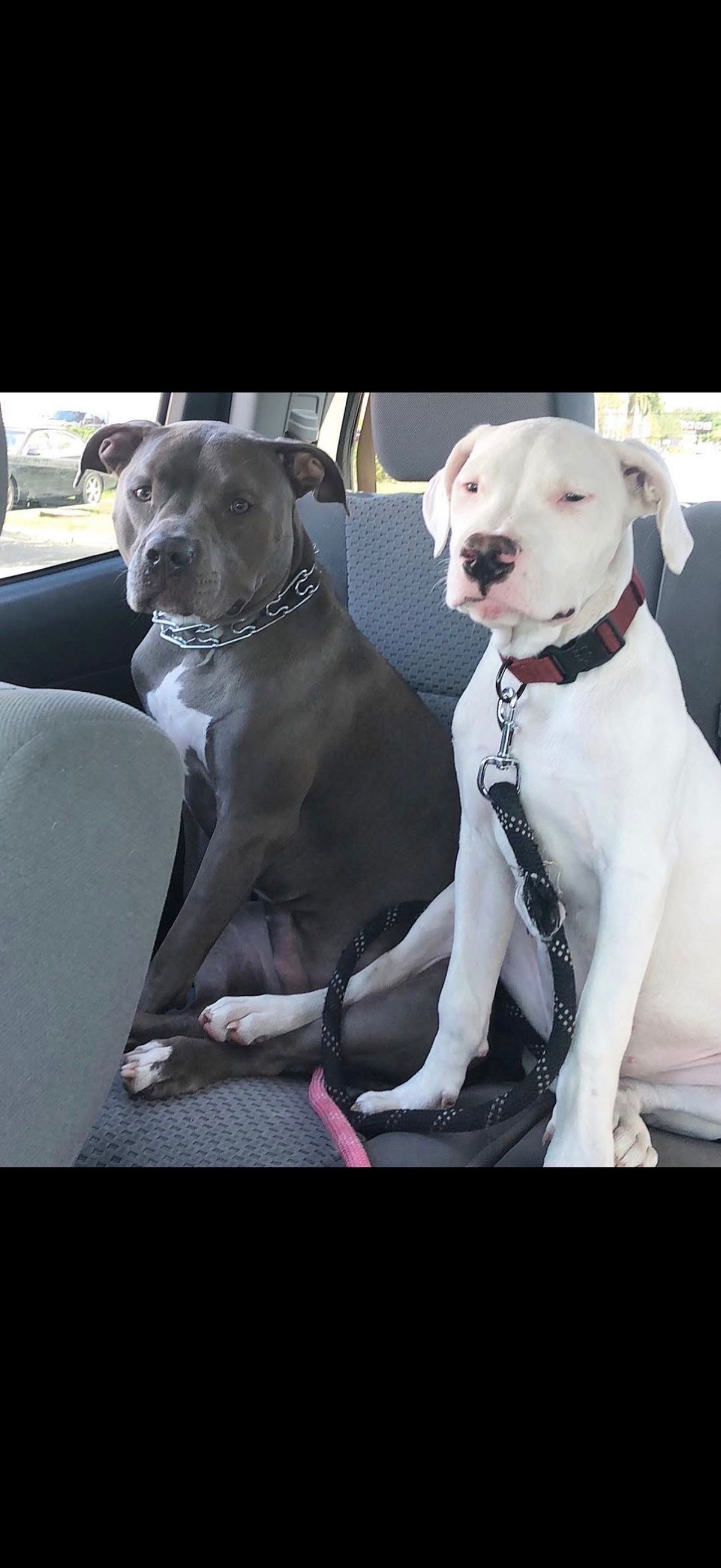 Pet travel photo 2