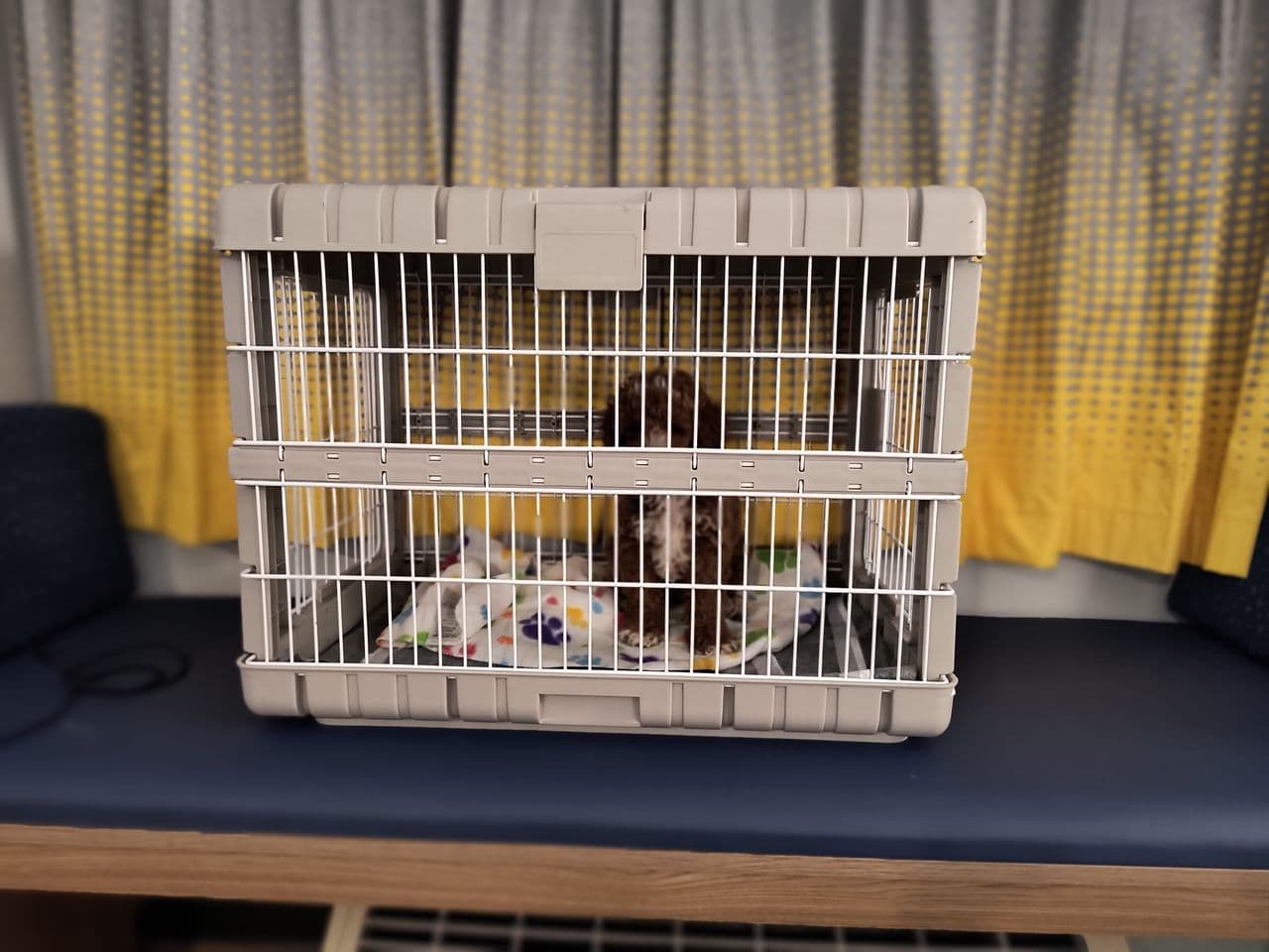Pet travel photo 1
