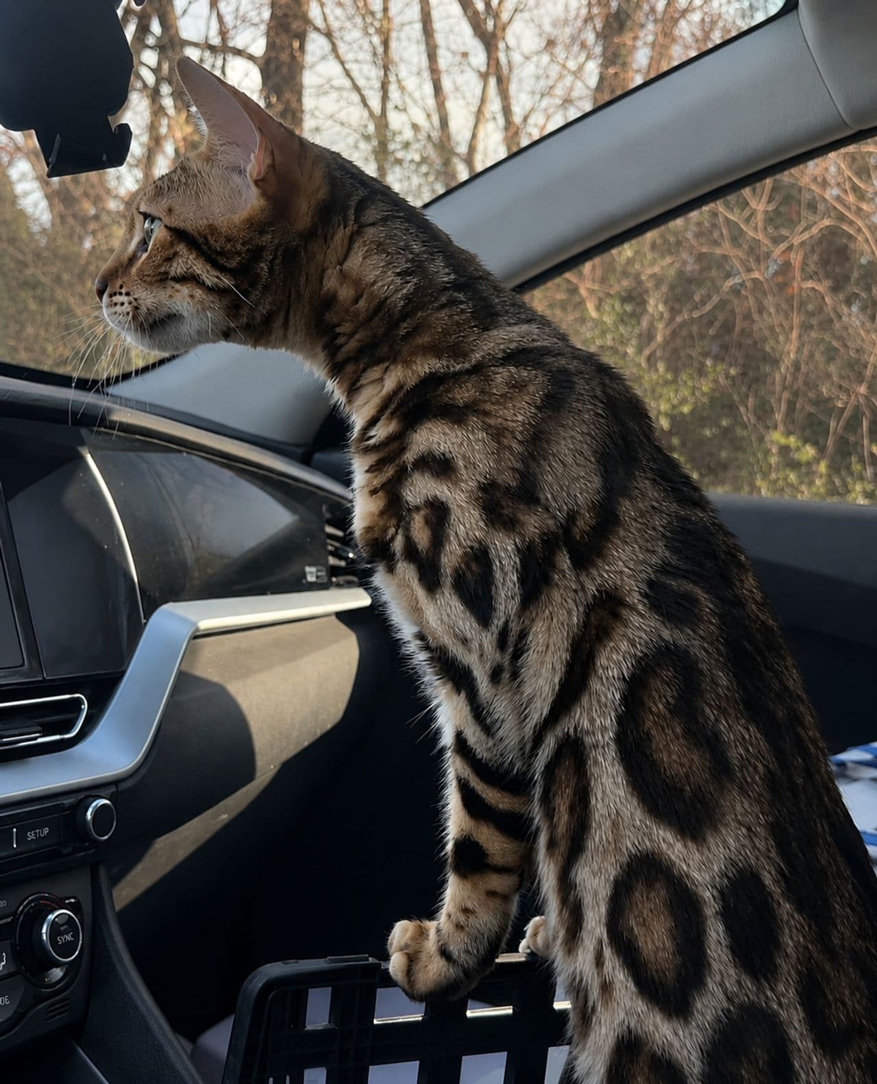 Pet travel photo 4