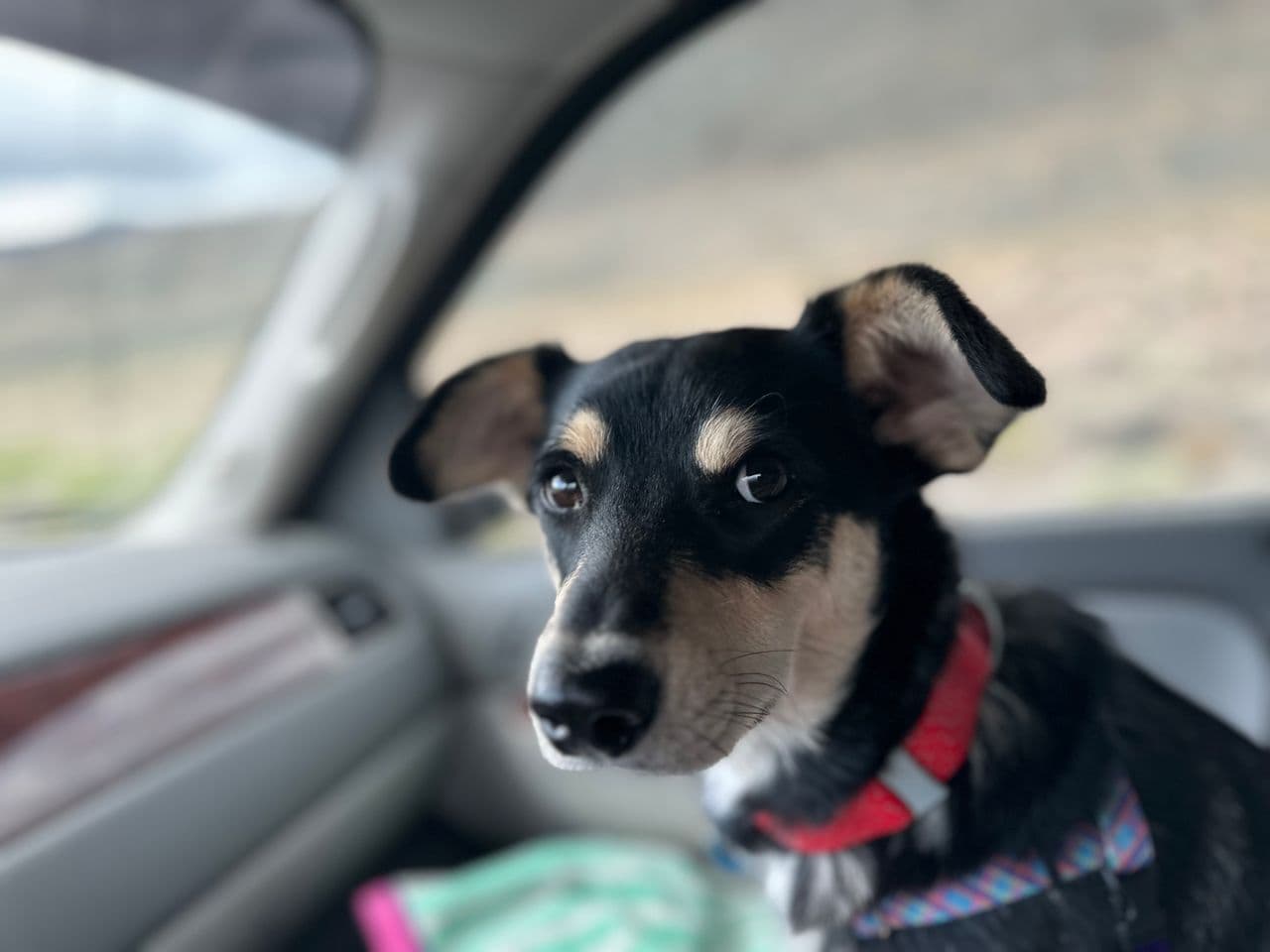 Pet travel photo 4