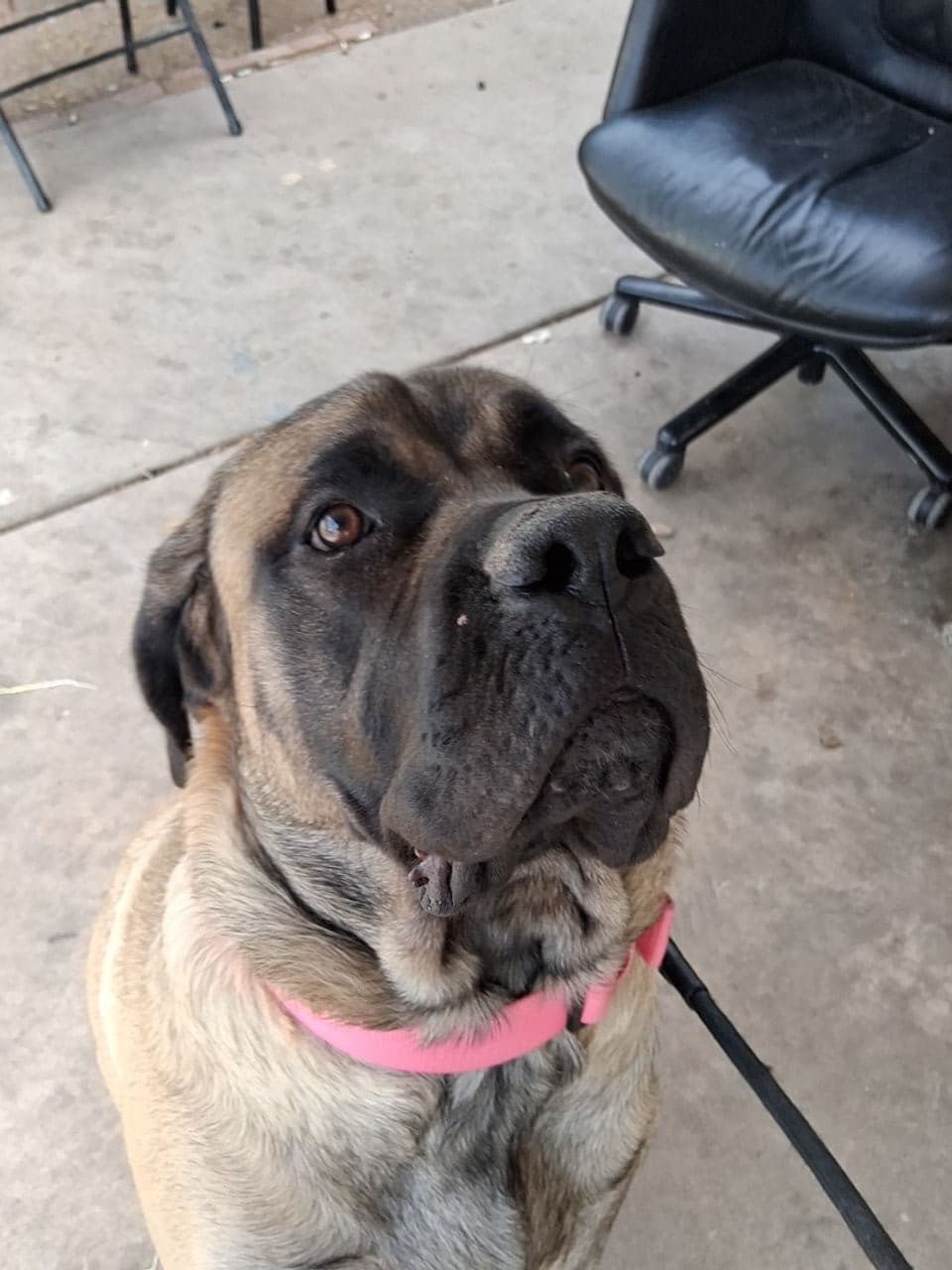 Pet travel photo 2