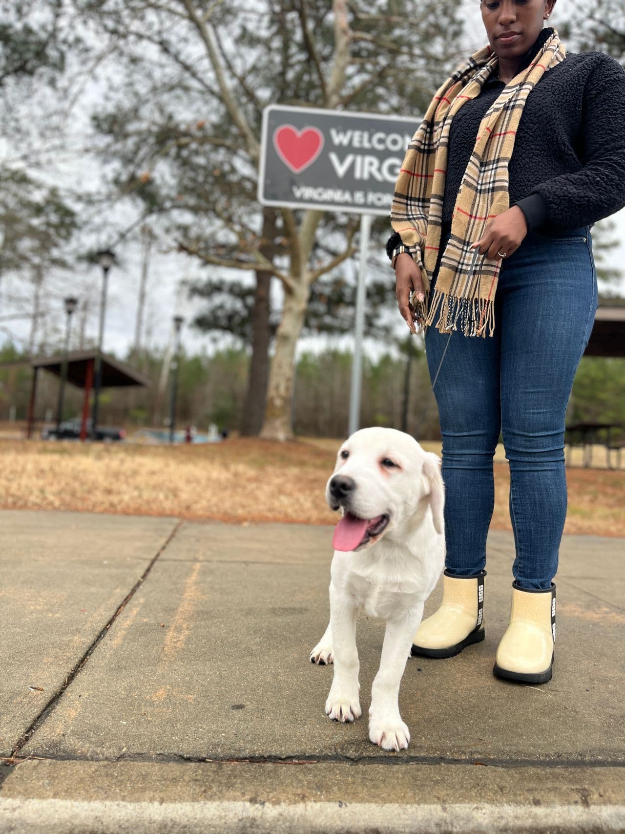 Pet travel photo 1