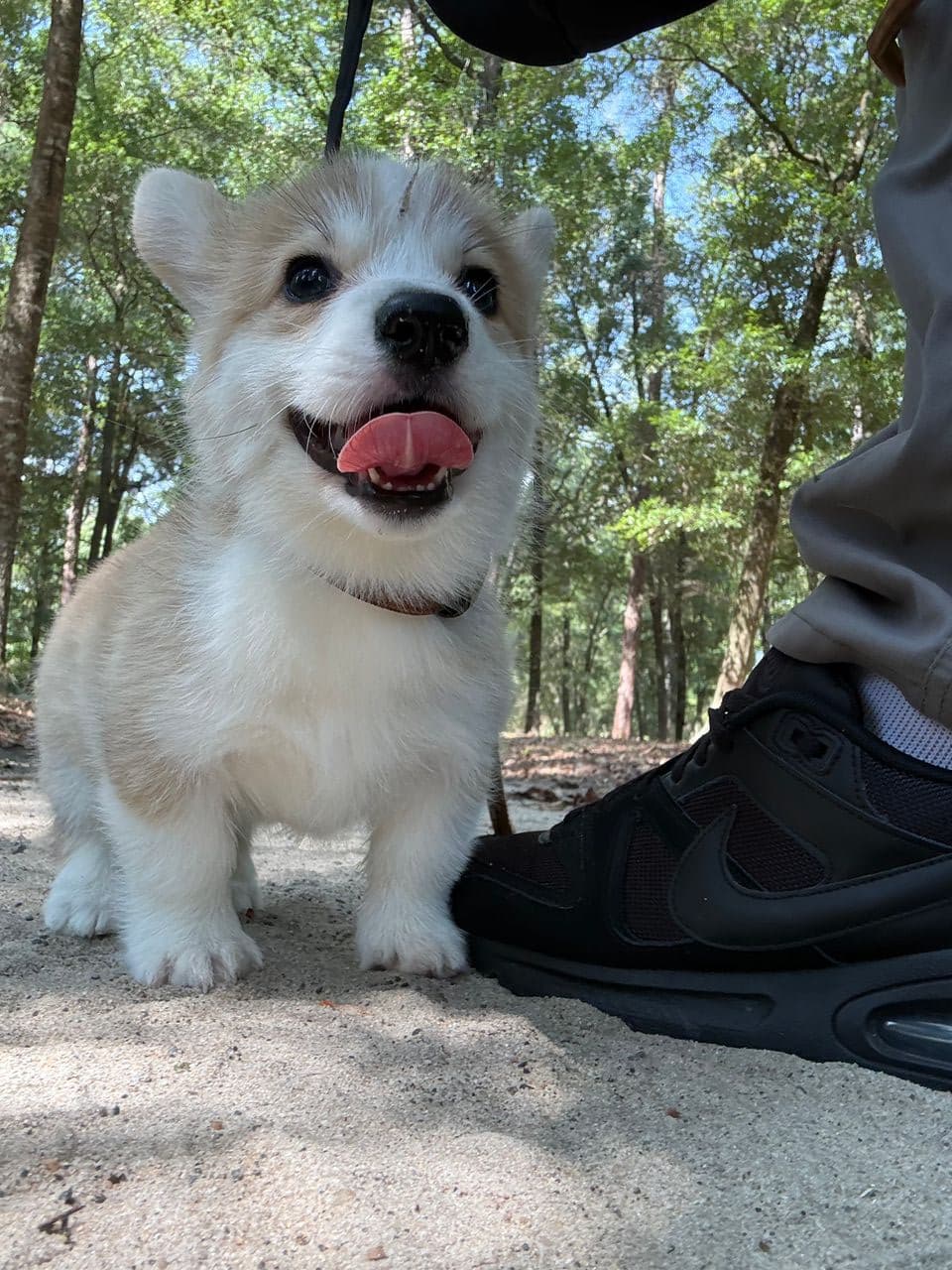 Pet travel photo 4