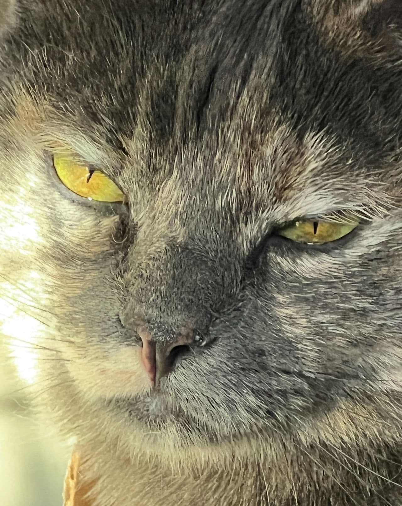Pet travel photo 3