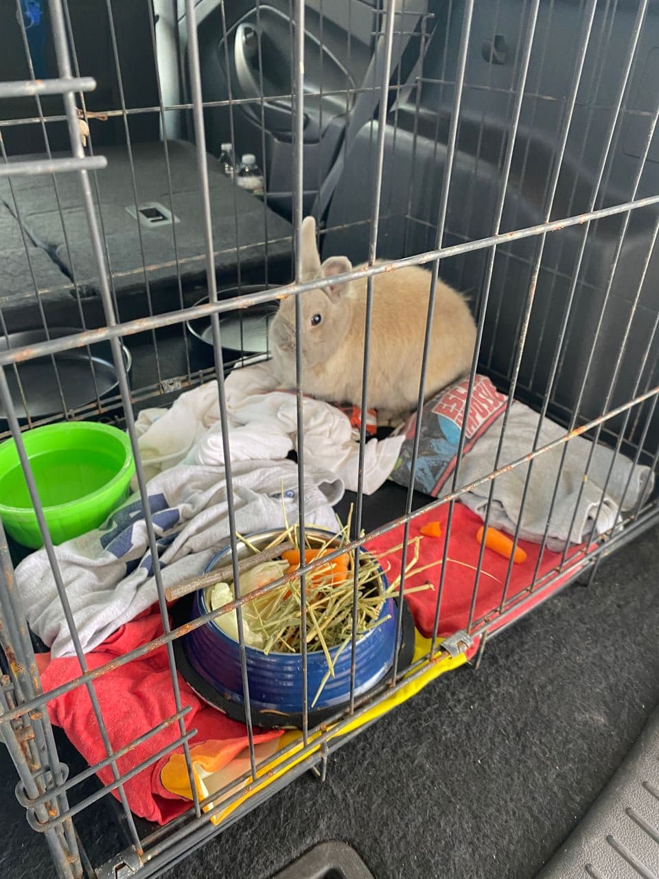 Pet travel photo 4