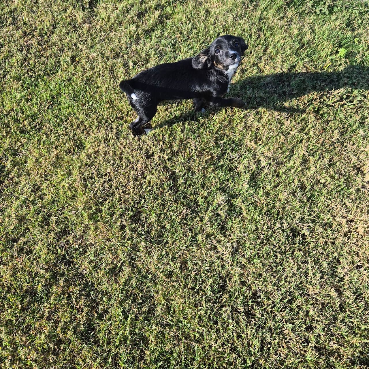 Pet travel photo 4