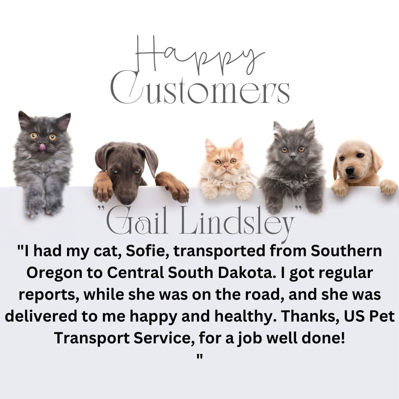 Pet travel photo 3