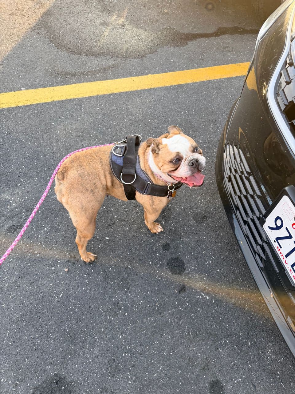 Pet travel photo 4