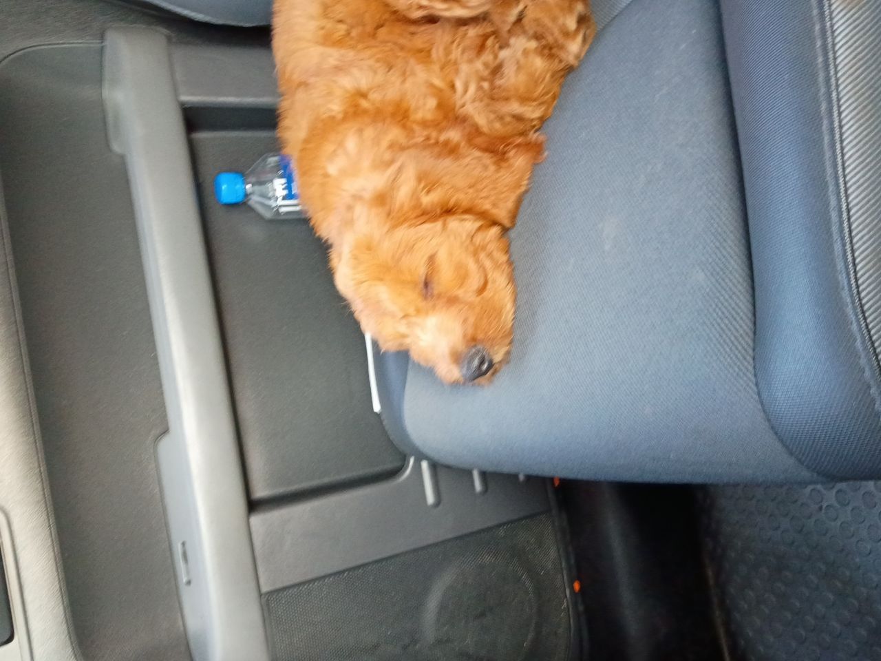 Pet travel photo 2
