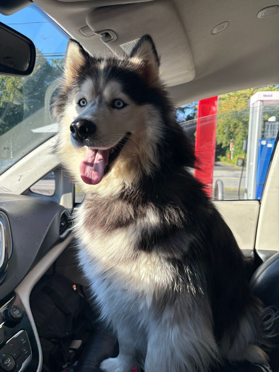 Pet travel photo 1