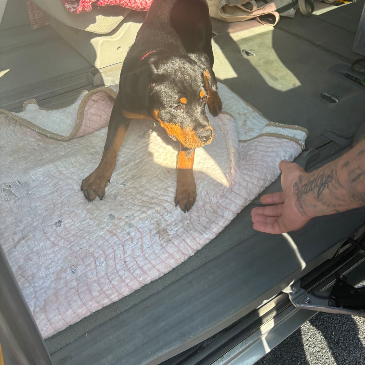 Pet travel photo 3