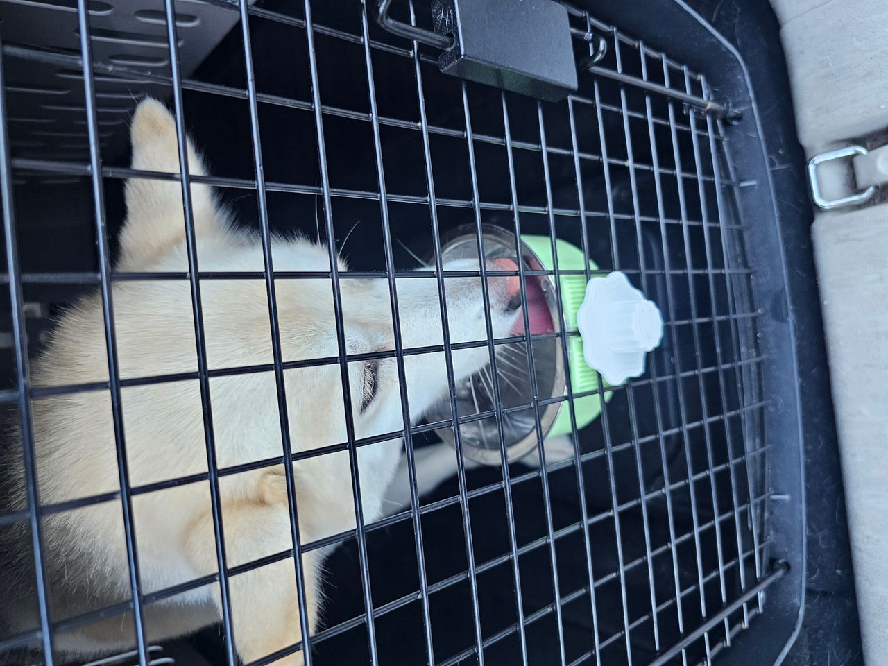 Pet travel photo 2