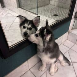 FRESHSTART FLIGHT NANNY & door to door transport