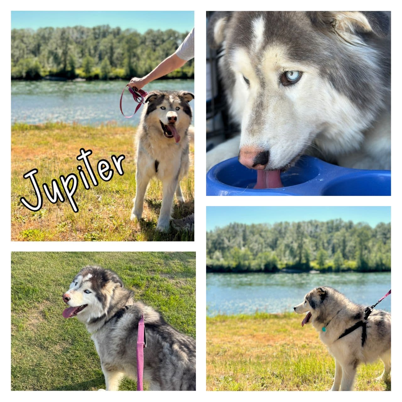 Pet travel photo 1