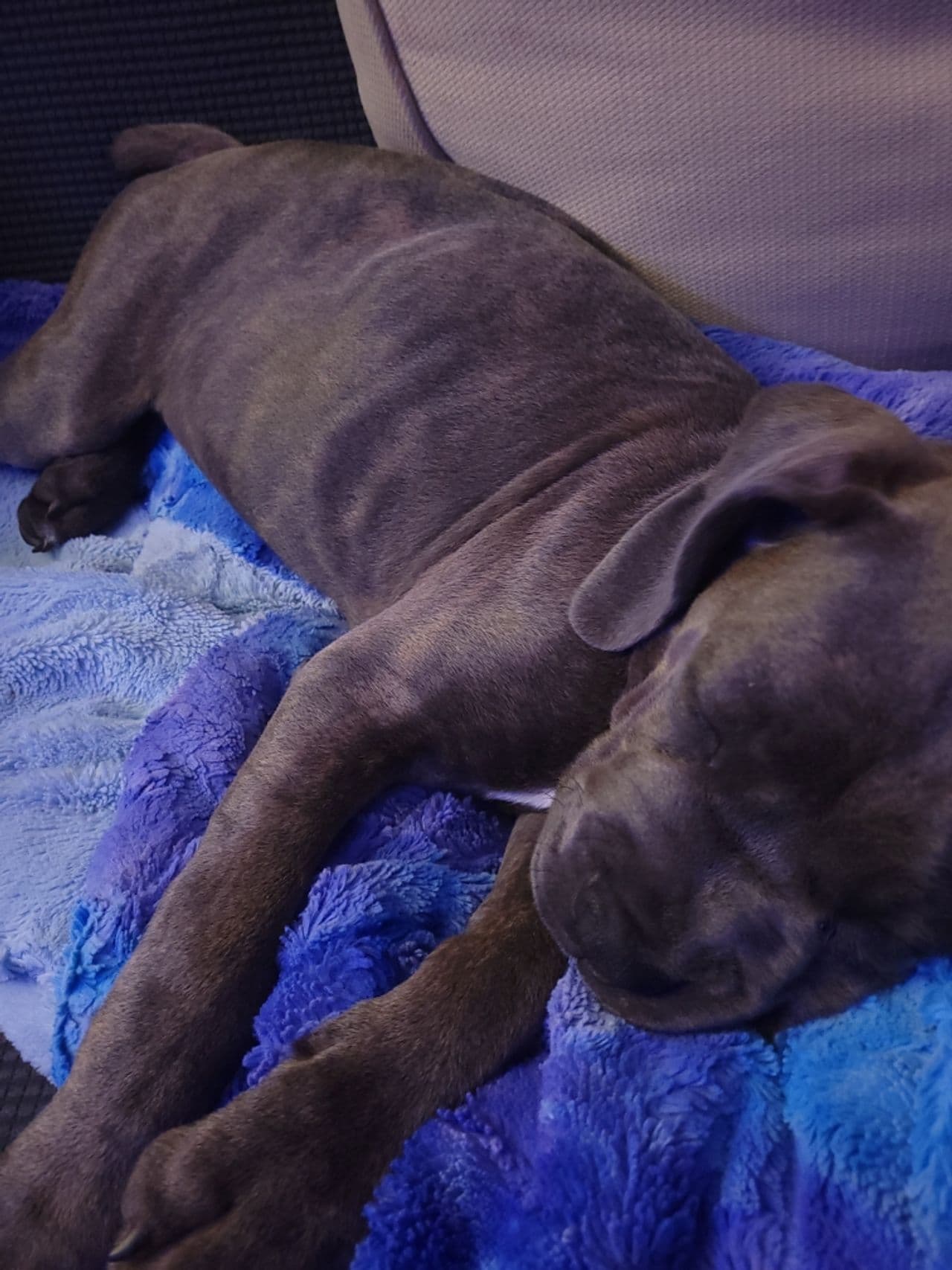 Pet travel photo 6