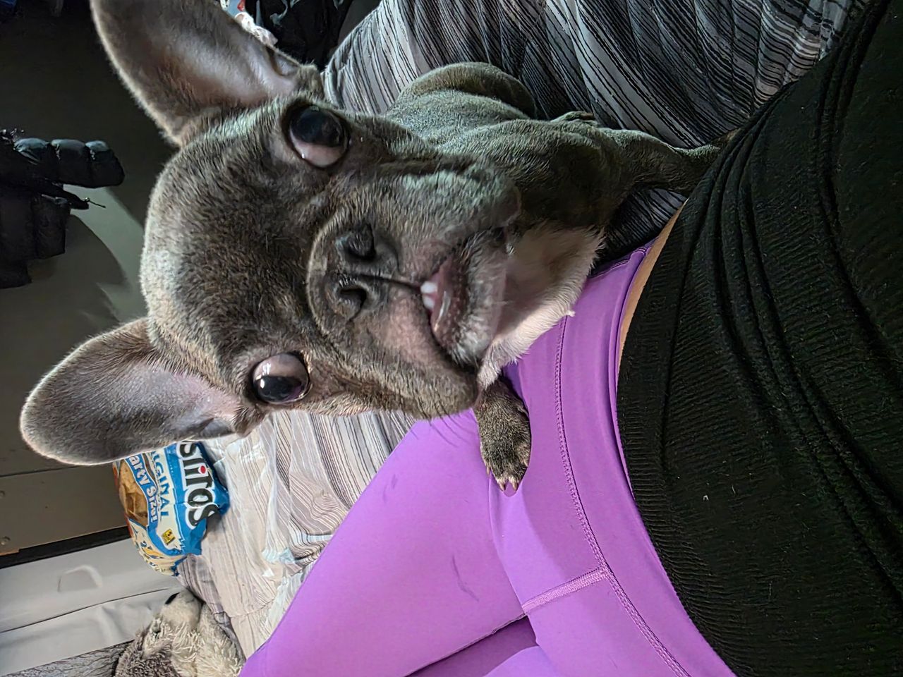 Pet travel photo 2