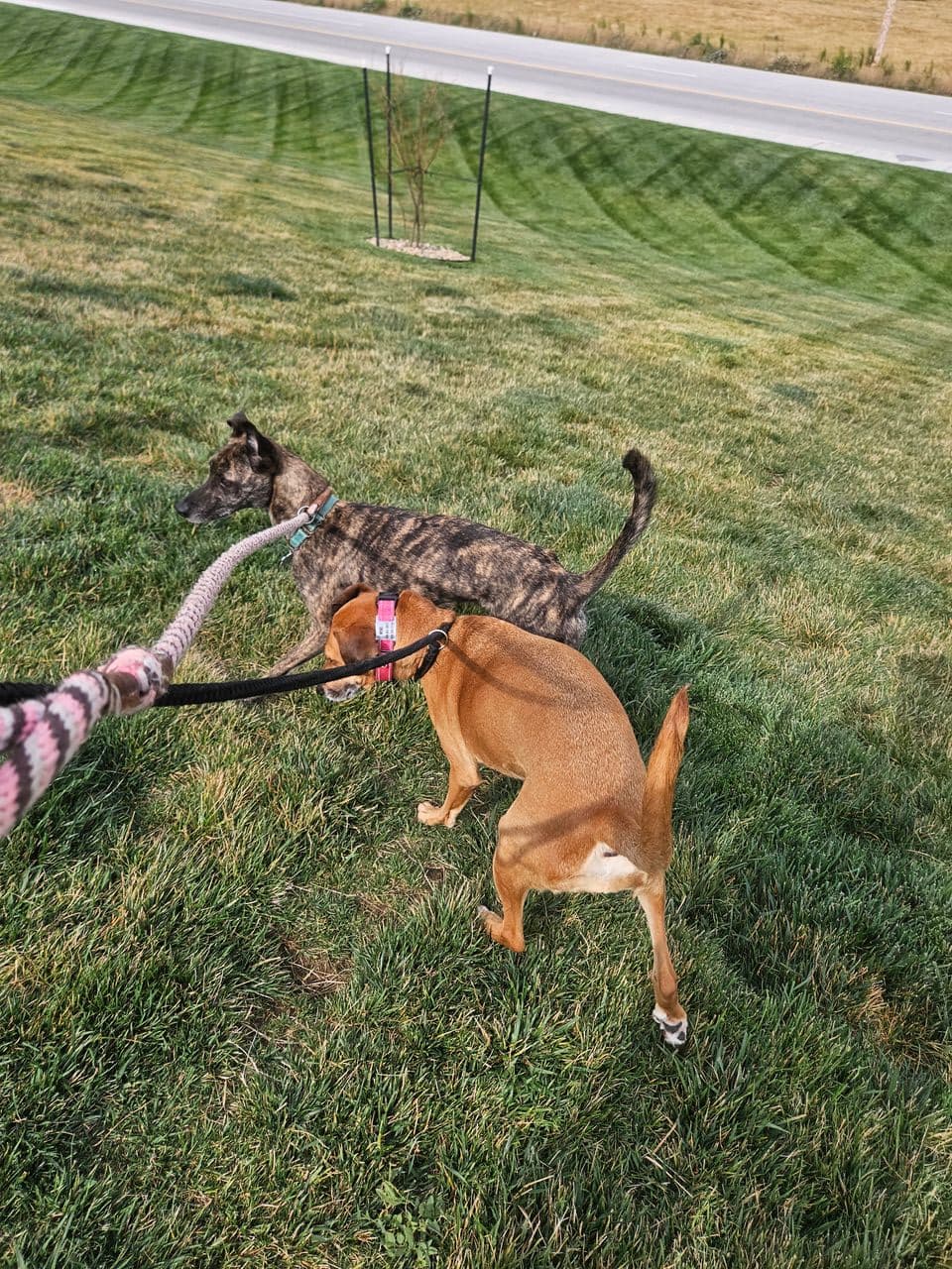 Pet travel photo 1