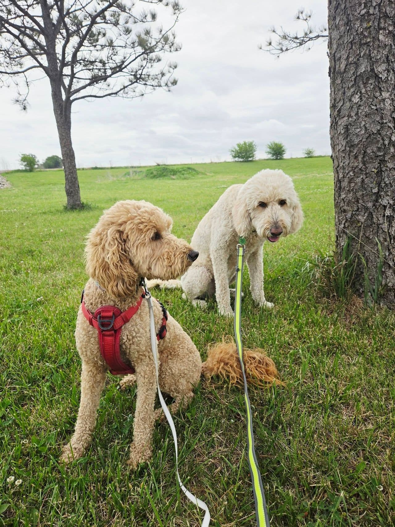 Pet travel photo 5