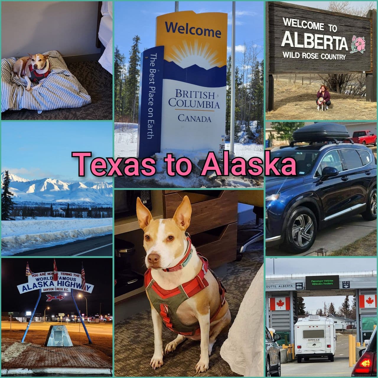 Pet travel photo 1