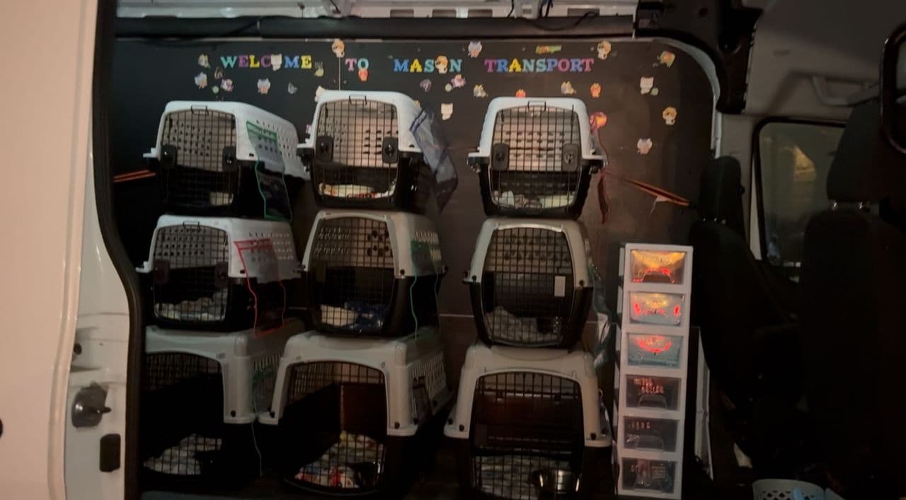 Pet travel photo 1